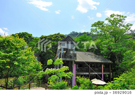 台湾 新竹 木 36929016