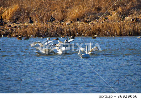 御宝田遊水地　安曇野　白鳥 36929066