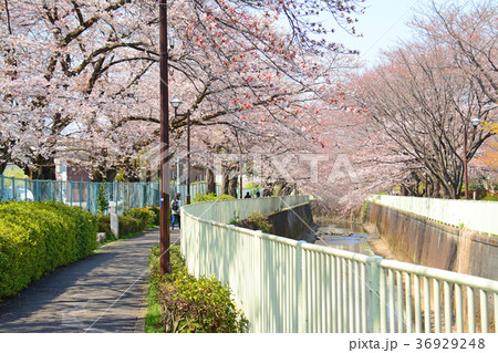 高井戸から浜田山周辺 神田川沿いの桜 高井戸から浜田山周辺 神田川沿いの桜 36929248