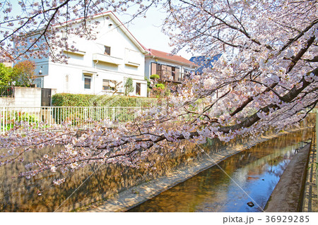 高井戸から浜田山周辺 神田川沿いの桜 高井戸から浜田山周辺 神田川沿いの桜 36929285