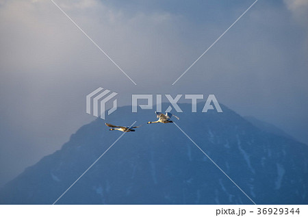 御宝田遊水地 安曇野 白鳥 御宝田遊水地 安曇野 白鳥 36929344