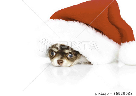 Dog christmas 36929638