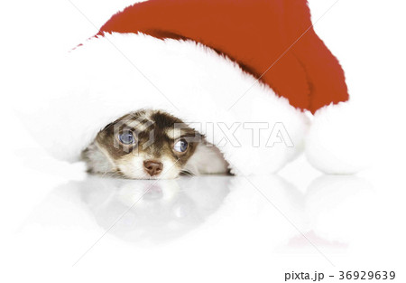 Dog christmas 36929639