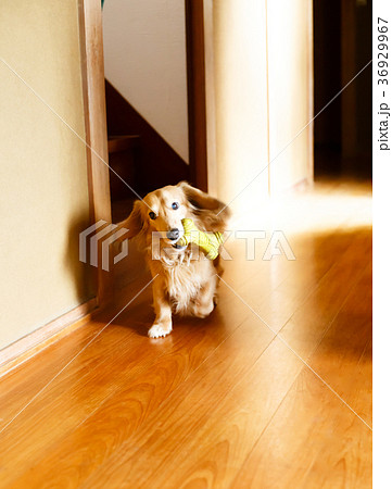 おもちゃをくわえて廊下を走る犬 ミニチュアダックス おもちゃをくわえて廊下を走る犬 ミニチュアダックス 36929967