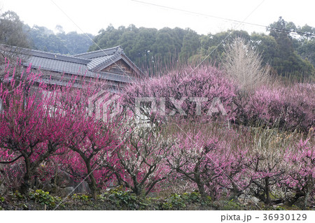 普光寺 梅の花、 普光寺 梅の花、 36930129