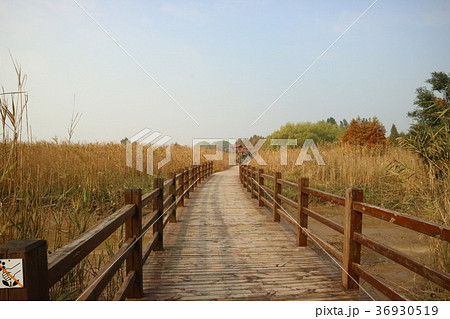 上海 シャンハイ 長江 36930519