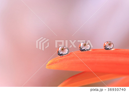 しずくフォト しずくフォト 36930740