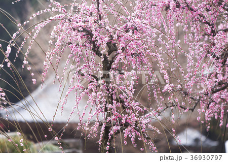 普光寺 梅の花、 普光寺 梅の花、 36930797