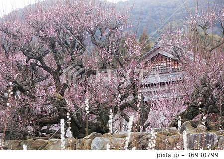 普光寺　臥龍梅、 36930799