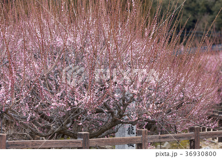 普光寺　臥龍梅、 36930800