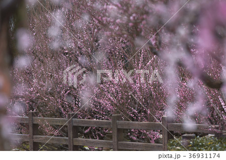 普光寺 臥龍梅、 普光寺 臥龍梅、 36931174