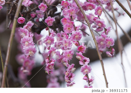 普光寺 梅の花、 普光寺 梅の花、 36931175