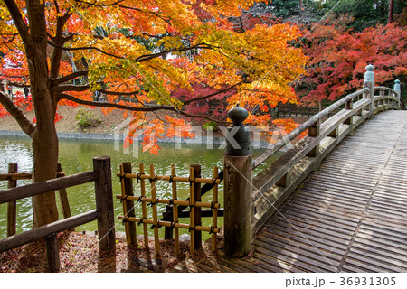 愛知 岡崎東公園の紅葉 ひょうたん池と観月橋の写真素材