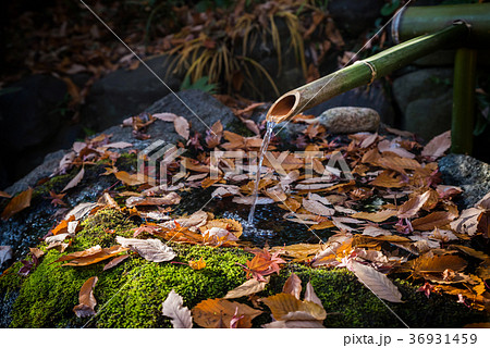 秋のししおどし 36931459