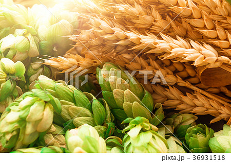Green hops, malt, ears of barley and wheat grain Green hops, malt, ears of barley and wheat grain 36931518