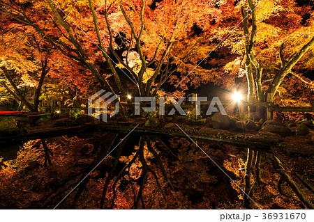 三十路苑の紅葉 ライトアップ 雲仙市小浜町 池に映る紅葉 三十路苑の紅葉 ライトアップ 雲仙市小浜町 池に映る紅葉 36931670