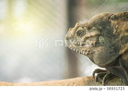 Closeup chameleon cling on the timber 36931725