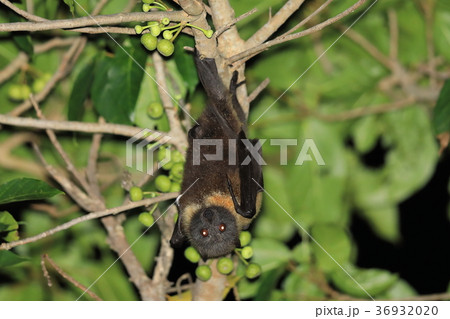 オオコウモリ 36932020