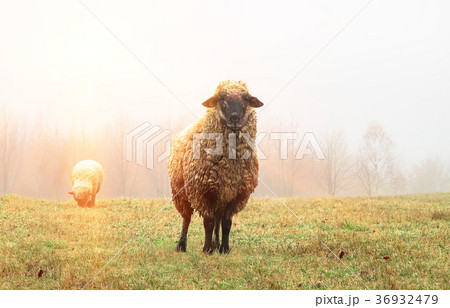 sheep in the fog early in the morning on a pasture 36932479