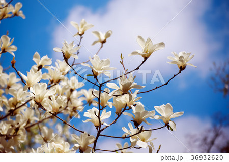 Magnolia spring flowers Magnolia spring flowers 36932620