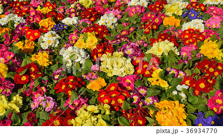 4Kプリムラの花壇 36934770