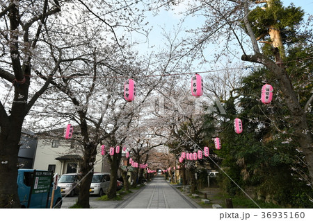 称名寺参道の提灯と桜 36935160
