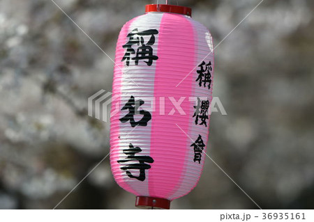 称名寺参道の提灯と桜 36935161