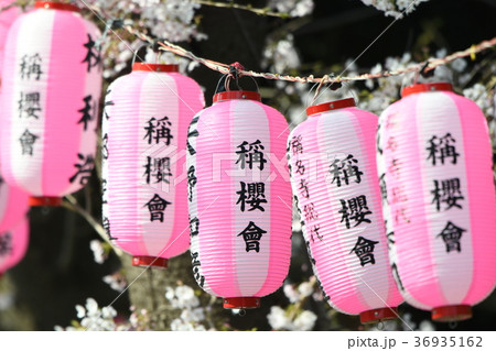 称名寺参道の提灯と桜 36935162