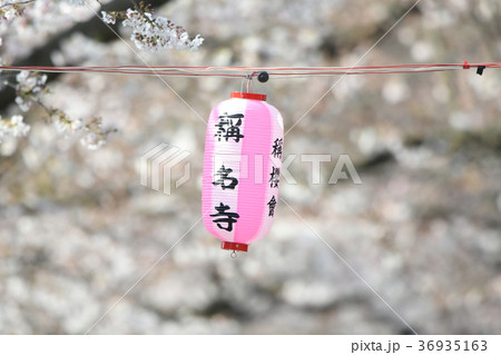 称名寺参道の提灯と桜 36935163