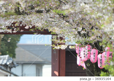 称名寺参道の提灯と桜 36935164