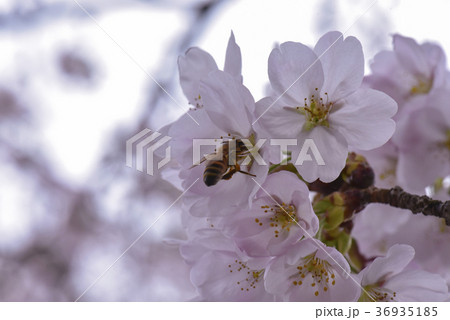 十二ヶ滝の桜 十二ヶ滝の桜 36935185