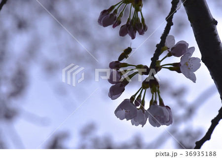 十二ヶ滝の桜 36935188