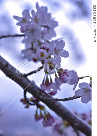 十二ヶ滝の桜 36935189