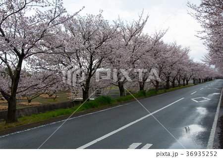 雨上がりの桜並木 36935252