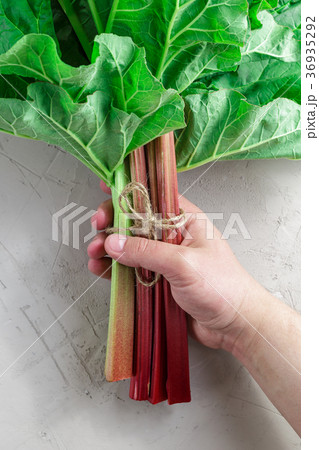 Fresh organic rhubarb on grey concrete background Fresh organic rhubarb on grey concrete background 36935292