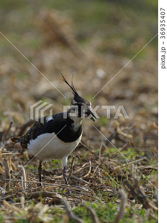 七色の羽毛　タゲリ 36935407