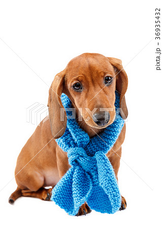 Puppy breed smooth-haired dachshund on white Puppy breed smooth-haired dachshund on white 36935432