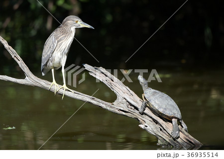 流木に止まるホシゴイと亀 36935514