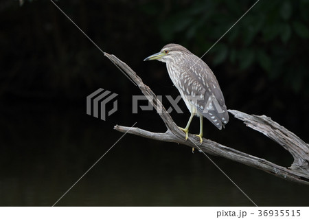 流木に止まるホシゴイ 36935515