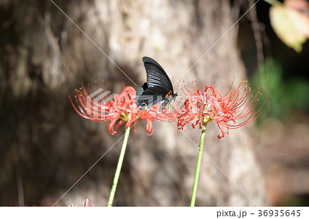 ナガサキアゲハと彼岸花 36935645