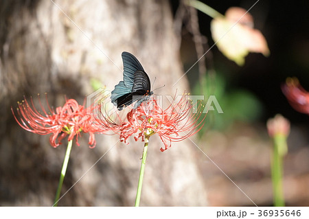 ナガサキアゲハと彼岸花 36935646