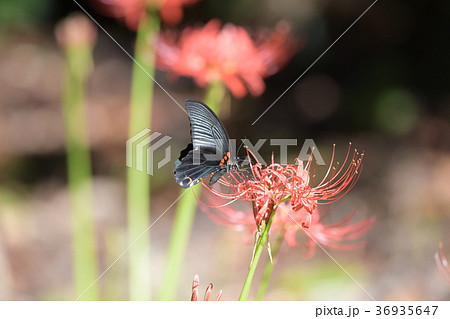 ナガサキアゲハと彼岸花 ナガサキアゲハと彼岸花 36935647