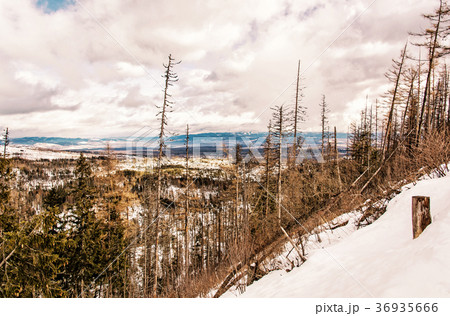 Spruce forest after natural disaster, High Tatras Spruce forest after natural disaster, High Tatras 36935666