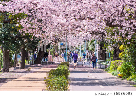 多摩湖自転車道の桜並木の写真素材