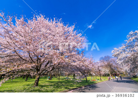 桜咲く春の小金井公園 36936102