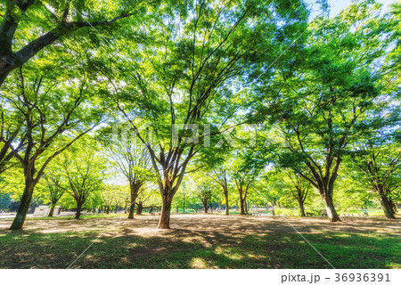 代々木公園の木漏れ日 36936391