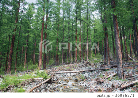 Forest of big larch trees and mountain river in 36936571