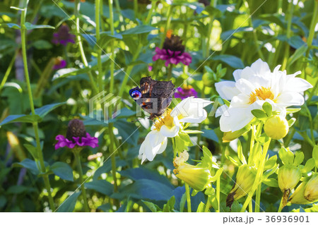 Butterfly European Peacock sitting on white flower 36936901