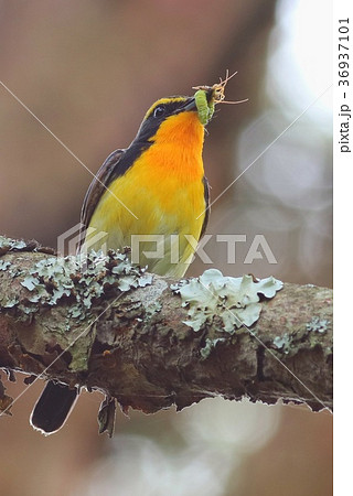 キビタキ 野鳥 黄色 営巣 エサ運びの写真素材