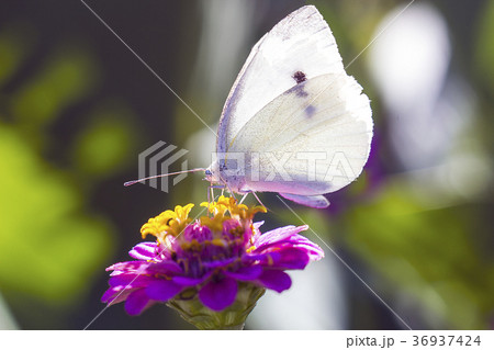 White Cabbage butterfly on pink zinnia flower 36937424